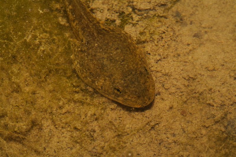 Girini da identificare - Pelophylax sp.